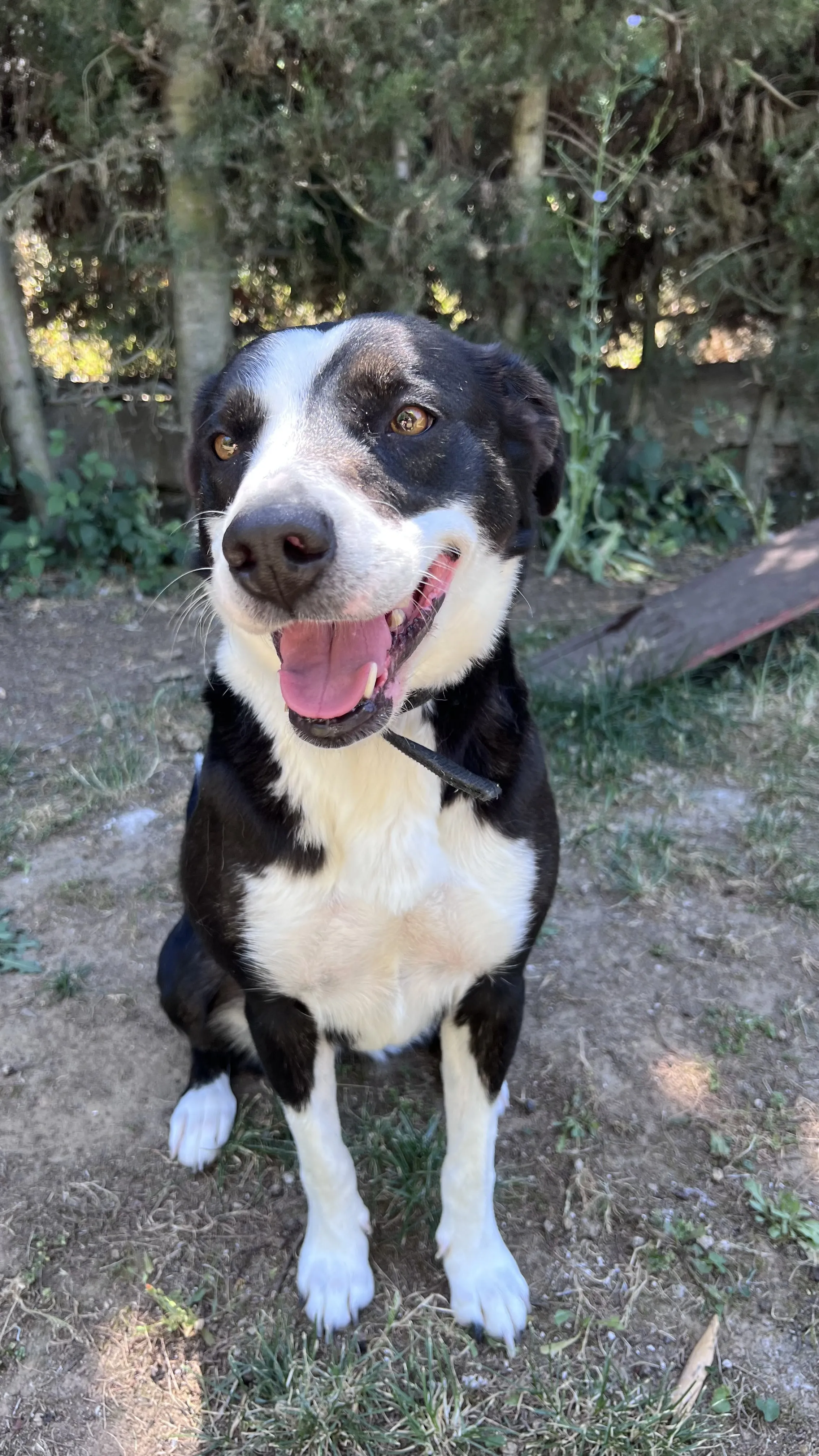 Kendra, perra en Mérida