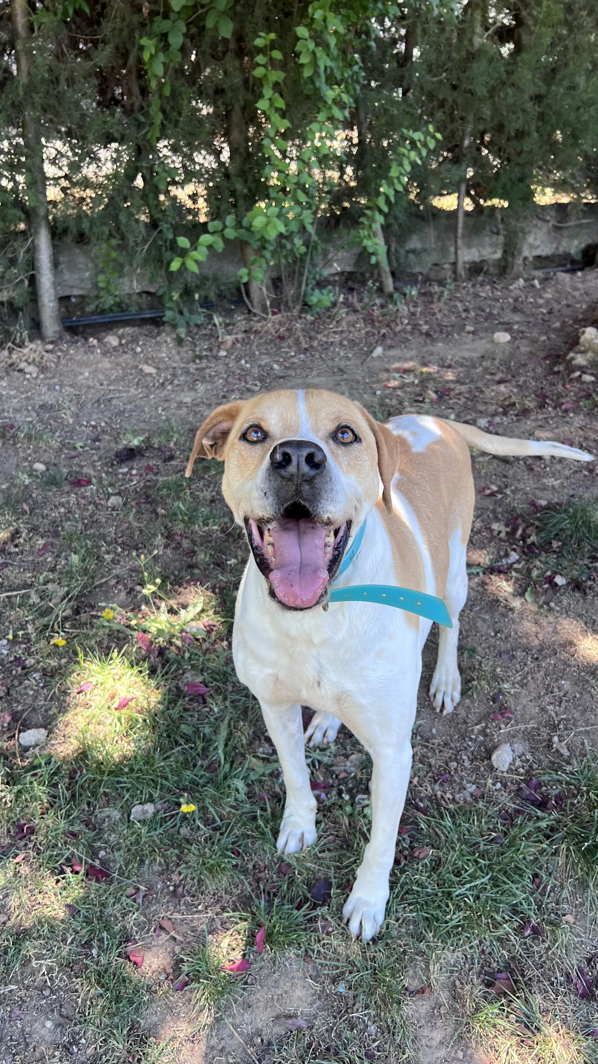 Tyson, perro en Mérida